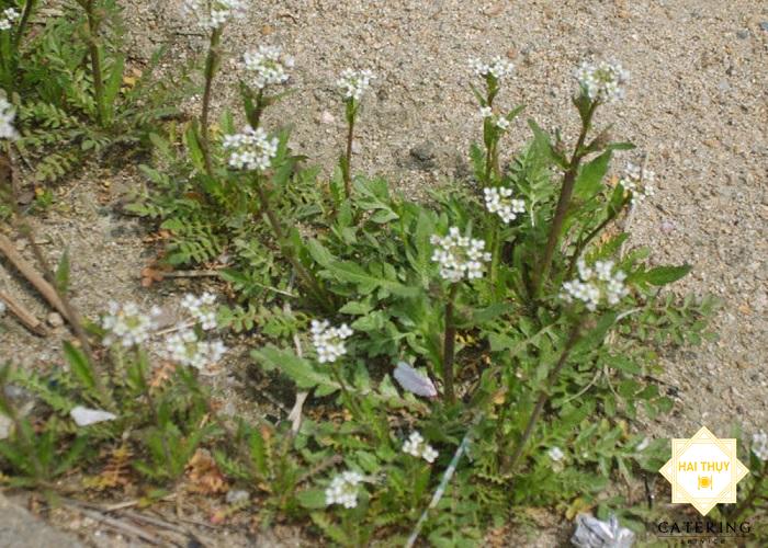 Cách nấu cháo hắc chi ma bổ dưỡng 